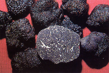 Trufa negra