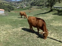 "Les vaques"
