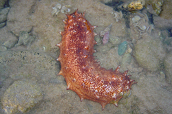 Pepino de mar, cohombres de mar o espardenyes Pepino de mar, cohombres de mar o espardenyes