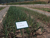 "Cebes tendres" de Figueres