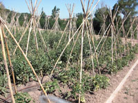 Tomateras Tomateras