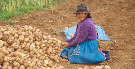 Campesina recolectando papas / Carlos Sala - PromPerú