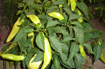 Pimiento amarillo Pimiento amarillo