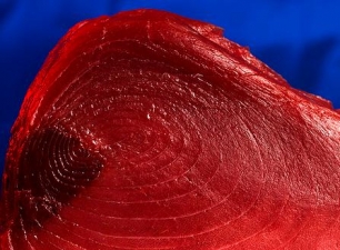 ¿El atún rojo del Mediterránero se dirige a la extinción? ¿El atún rojo del Mediterránero se dirige a la extinción?
