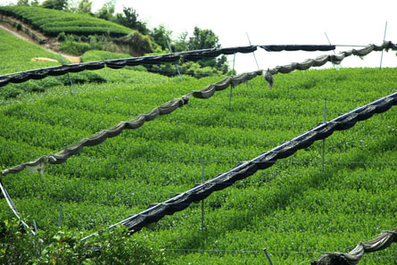 Campo de Tencha Campo de Tencha