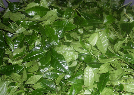 Hojas de Tencha recolectadas Hojas de Tencha recolectadas