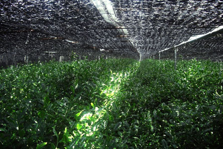 El campo de Tencha cubierto El campo de Tencha cubierto