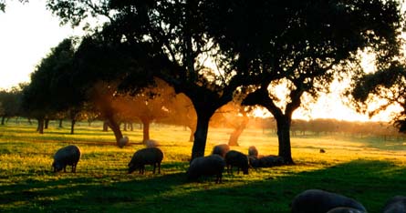 Finca de la Dehesa de Las Bejaranas, que forma parte de los espacios analógicos de Pais de Quercus