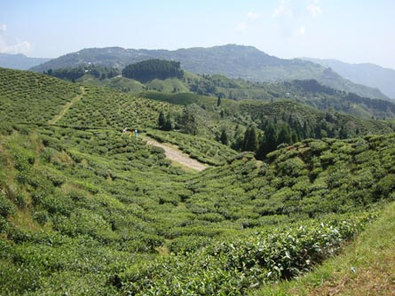 Plantación de té Okayti Plantación de té Okayti