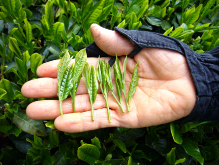 Hojas tiernas de té de primera calidad Hojas tiernas de té de primera calidad