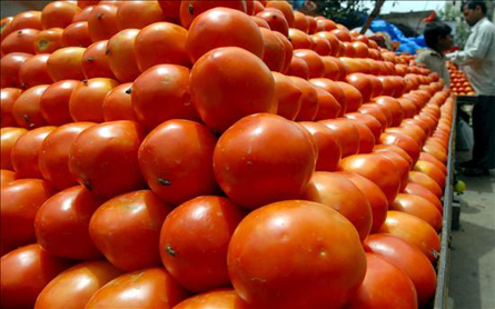 ¿El tomate madrileño verdadero? En busca del sabor del tomate madrileño de antaño para su uso en la alta cocina – Redacción 0