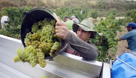 Imagen de la vendimia en Sant Pau d'Ordal, Penedès. Las lluvias obligan a avanzar la recogida de la uva en Catalunya – Redacción 0