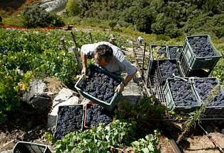 Vendimia en una ladera típica con bancales en el corazón de la Ribeira Sacra A mayor altitud, más acidez – Redacción 0