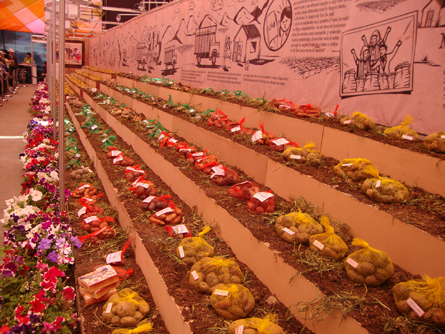 La pap fue el producto estrella de Mistura La fiesta de la cocina peruana (2) 1