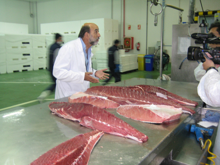 Juan Serrano, director general de Grup Balfegó, en el momento del despiece Larga vida al atún rojo 3