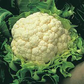 La coliflor, la cenicienta de la cocina La Cenicienta 2