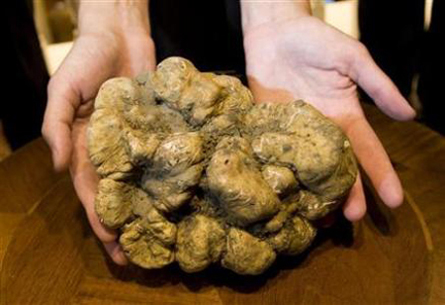 Un tartufo bianco de record, en peso y precio de subasta Cuatro X Cuatro = Veinte 1