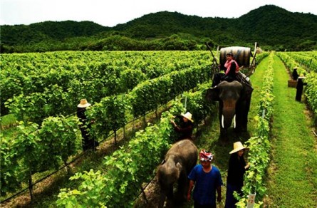 En Siam Winery los tractores son elefantes... Un vino tailandés resiste al clima tropical con viñas con elefantes 0