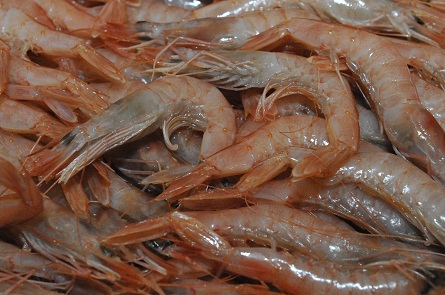 Gamba canaria (camarón soldado) / Manuel Expósito Canarias no tan lejana 3