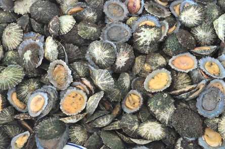 Lapas con mojo de cilantro / Manuel Expósito Canarias no tan lejana 1
