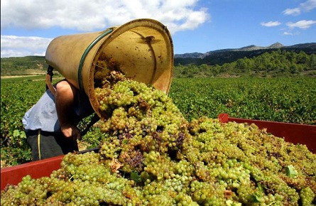 El cambio climático amenaza a los vinos italianos 0