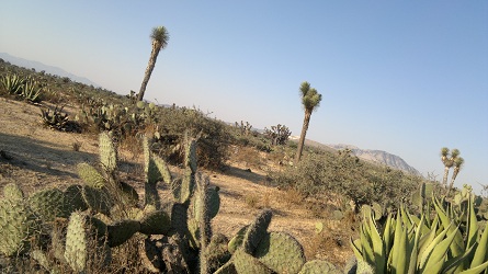 El desierto Pasión mexicana 11