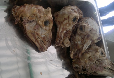 Cabezas de cabrito en Sabinas Pasión mexicana 0