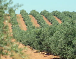 valdepusa El aceite del Marqués de Griñón, el mejor del mundo 0