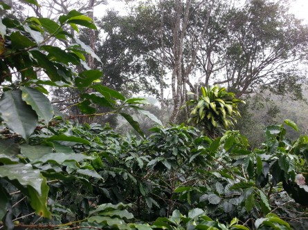 _Jungla En el corazón de Nespresso (parte 2) 7