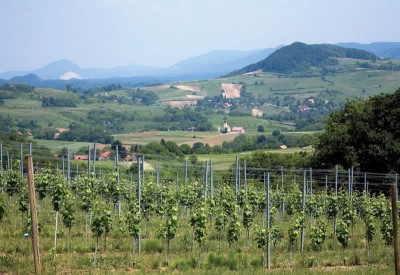 Bolfanvinski Grand Cro 0