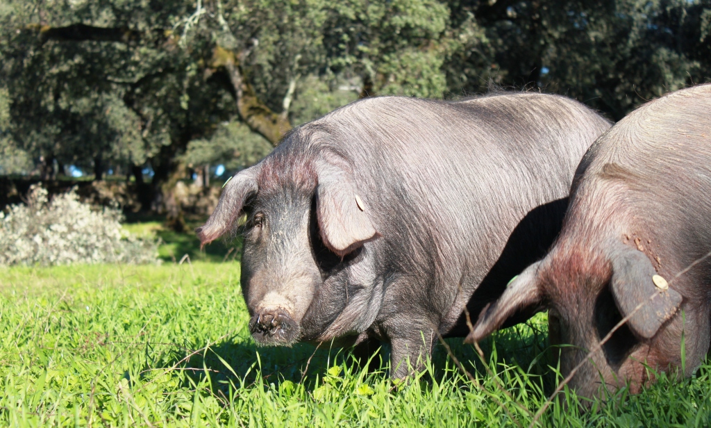 cerdo ibérico en la dehesa.