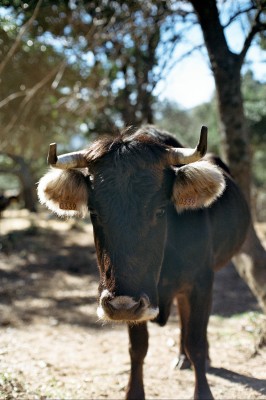 Vaca Albera El día de la vaca 0