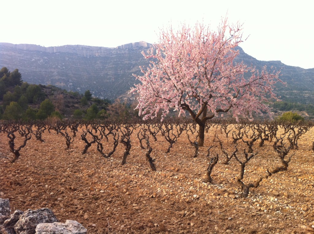 Celler Baronia