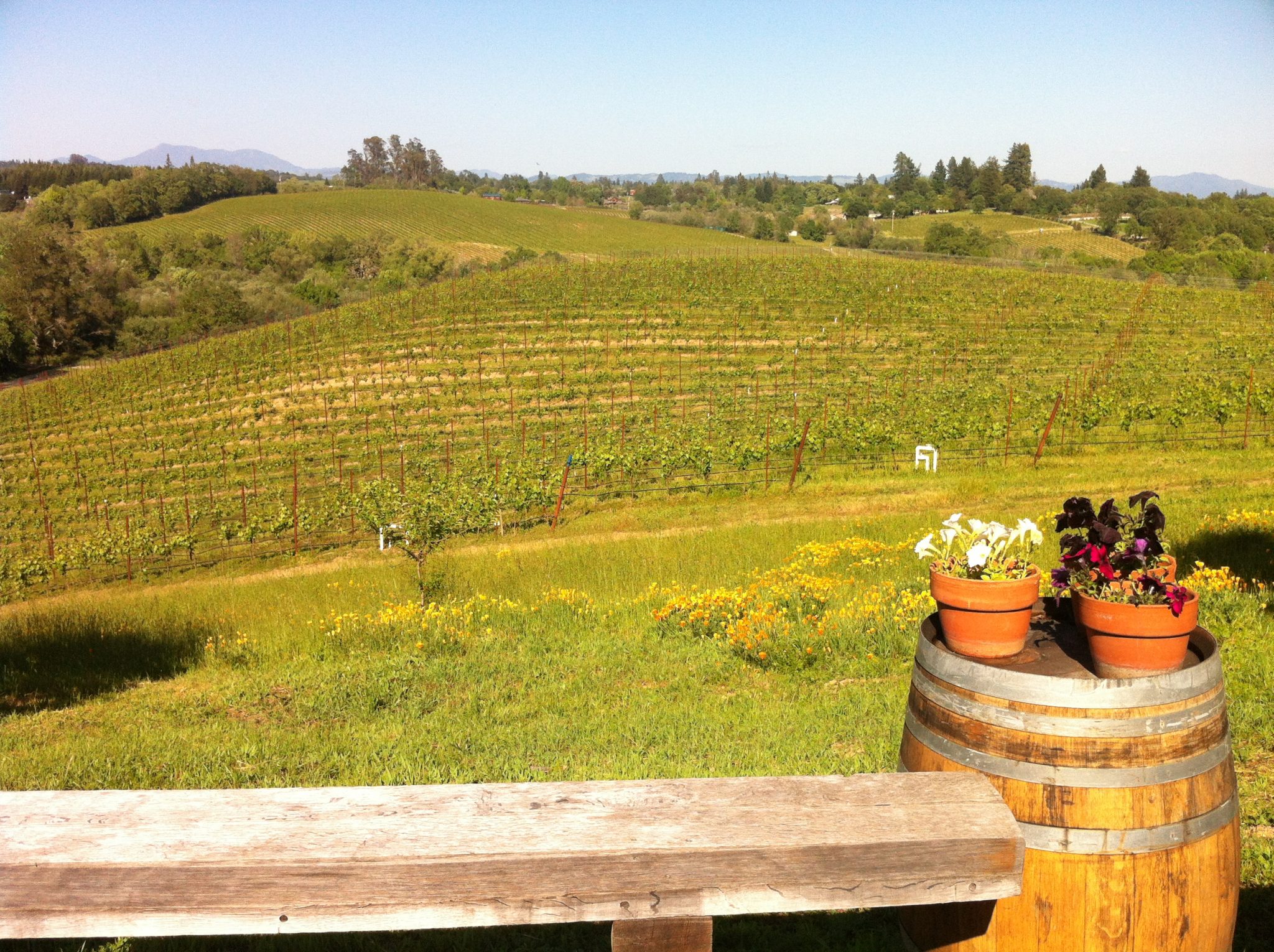 Vistas desde el tasting room en Sonoma County