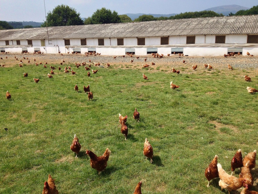 El pazo