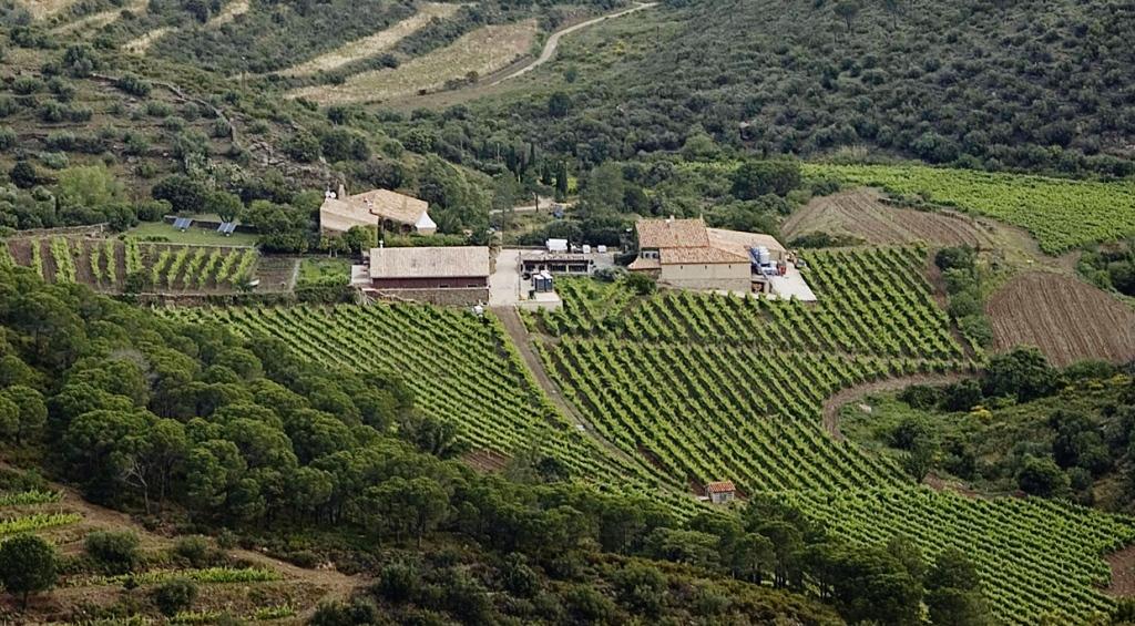 Los vinnedos de Mas Estela