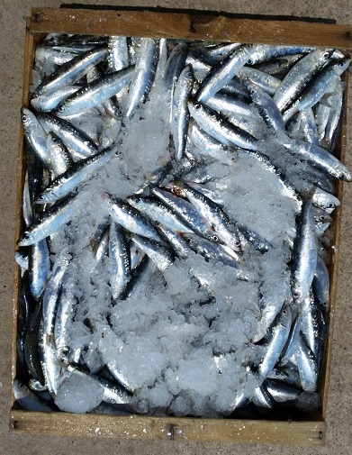 sardinas agullo