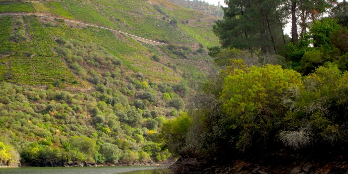 Vinedo Ribeira Sacra_