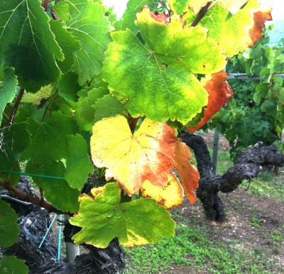 De vinos por Galicia 4