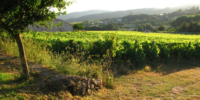 Vinedo en Lagar de Sabariz