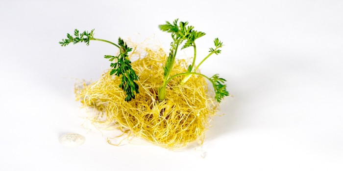 Zanahorias, enoki y jugo de alubia blanda / Nerua / Foto: Andoni Epelde