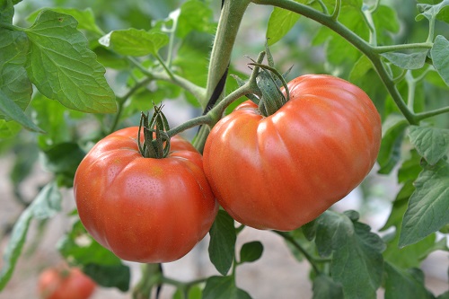 Tomate "Campero de Sierra Morena. Paso Doble. El Ejido (Almería)