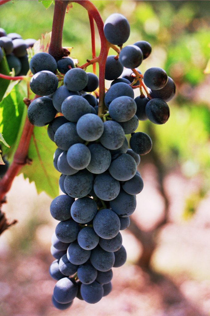 Sumoll; el nuevo ADN de vinos catalanes 1