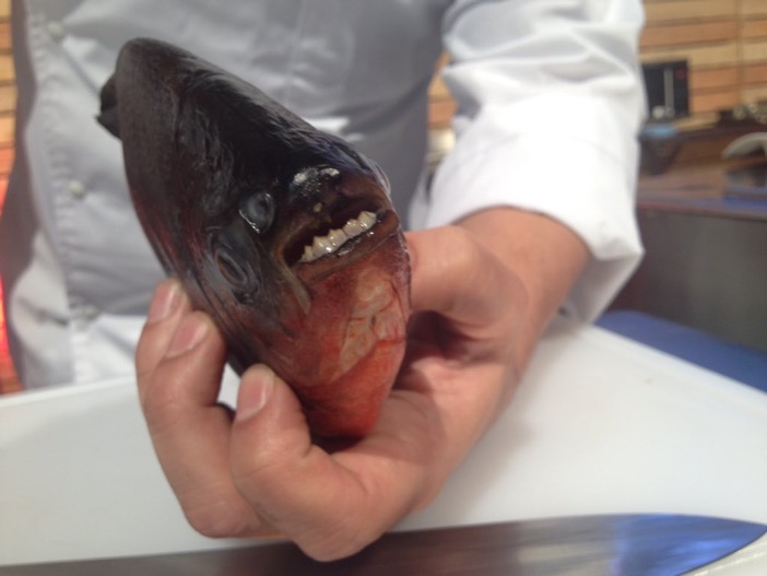 Piraña
