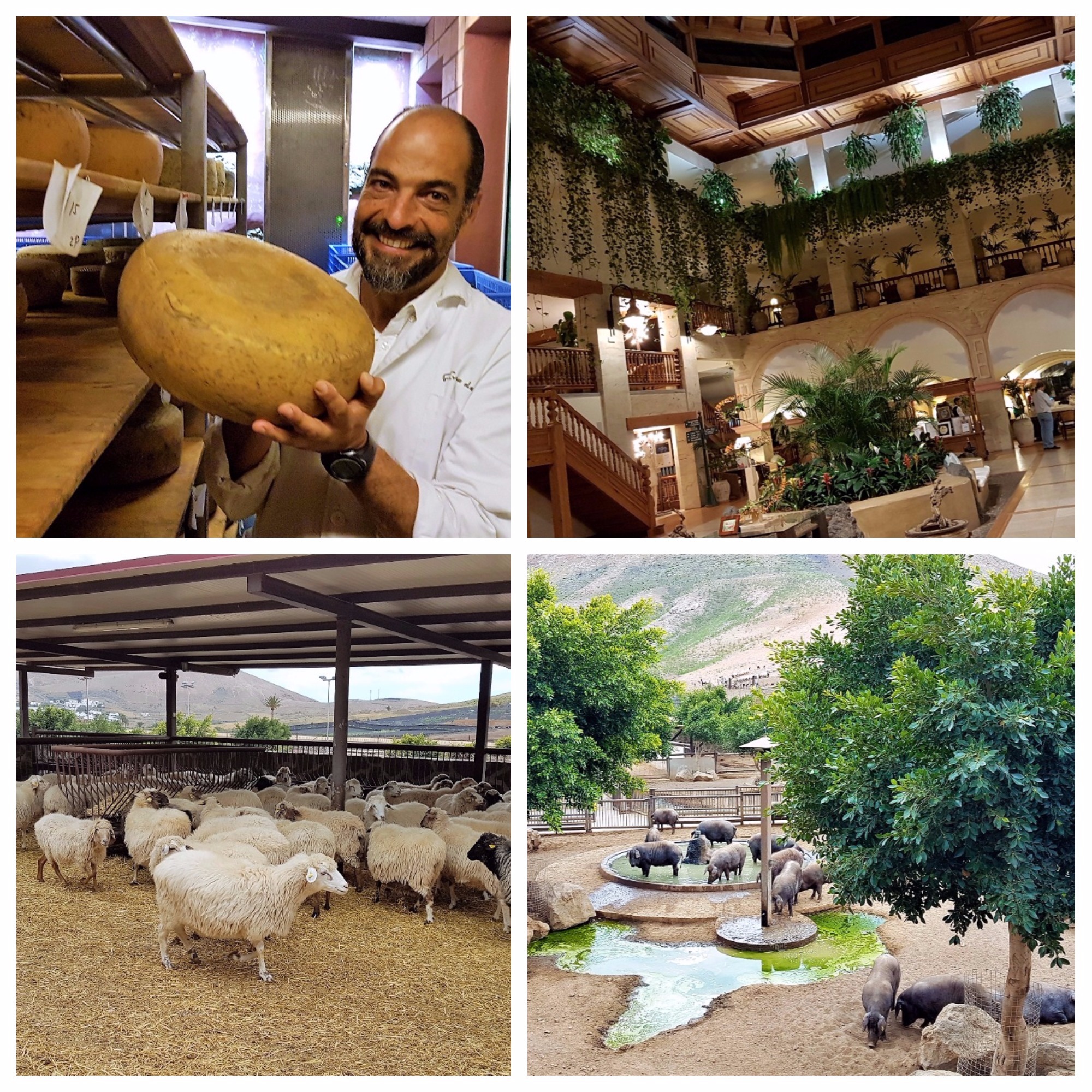 Francisco y el queso de Finca de Uga. Lobby del Princesa Yaiza. Ovejas y cochinos negros (Finca de Uga). Lanzarote. Islas Canarias. Fotos Xavier Agulló.