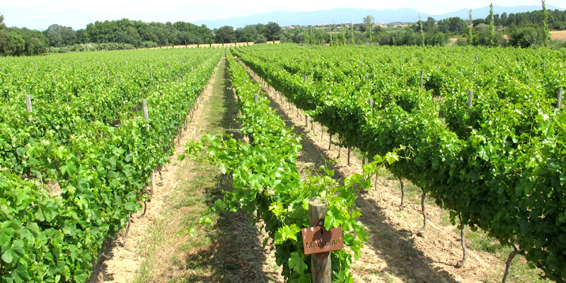 Viñas de marselan en Vins de Taller