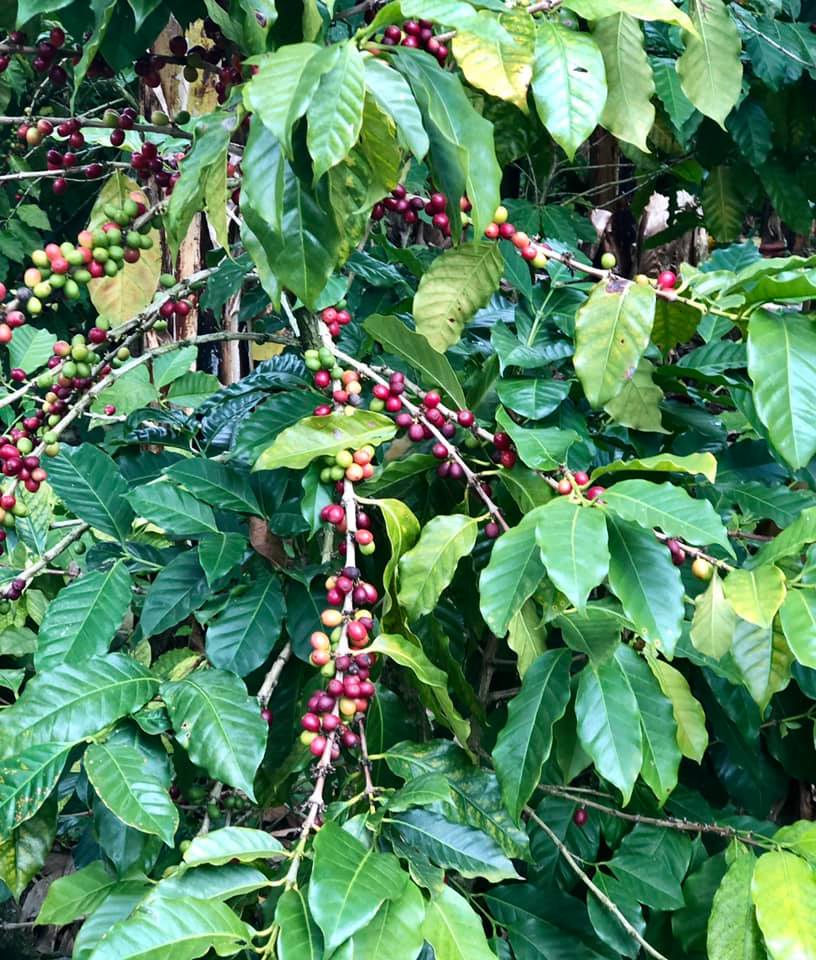 Viaje de prensa a República Dominicana con Café Crem 0