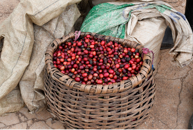 Specialty coffee, la gastronomía del cafetero 2