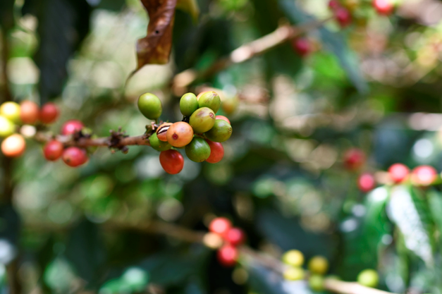 Mieludo: el café para tomar sin azúcar 1