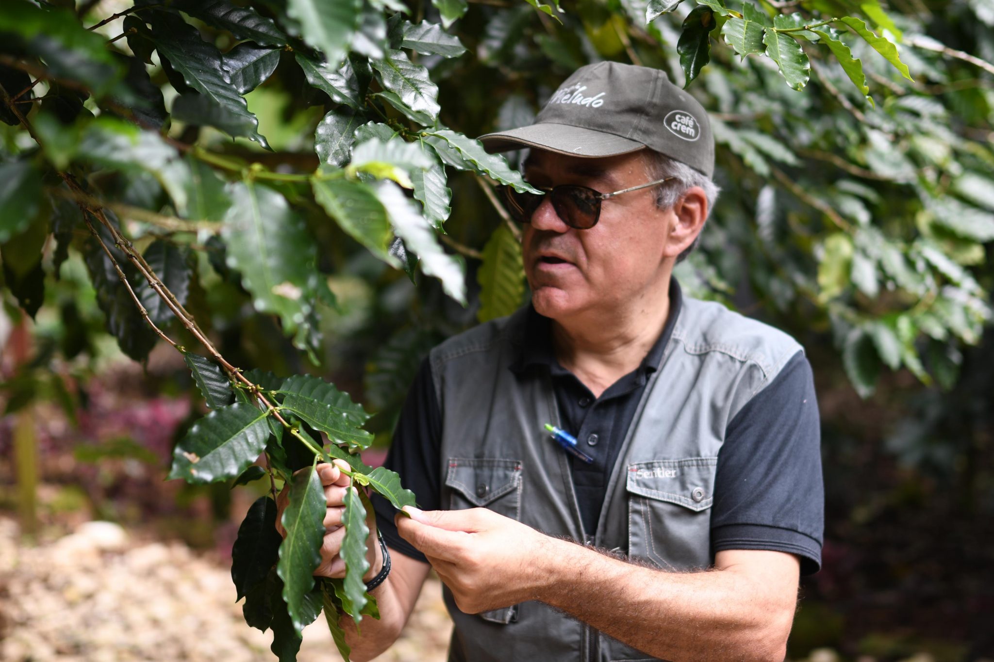 Ros, en las fincas de Café Crem en República Dominicana